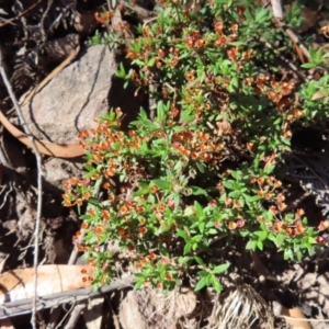 Pomax umbellata at Budawang, NSW - 24 May 2023 11:51 AM