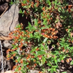 Pomax umbellata at Budawang, NSW - 24 May 2023 11:51 AM