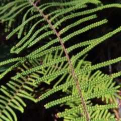 Gleichenia dicarpa (Wiry Coral Fern) at Budawang, NSW - 24 May 2023 by MatthewFrawley