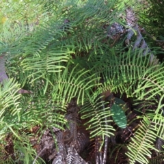 Gleichenia dicarpa at Budawang, NSW - 24 May 2023