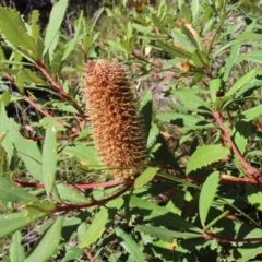 Banksia paludosa (Swamp Banksia) at Budawang, NSW - 24 May 2023 by MatthewFrawley