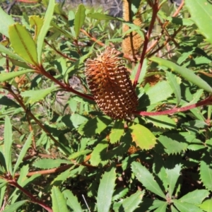 Banksia paludosa at Budawang, NSW - 24 May 2023