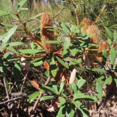 Banksia paludosa at Budawang, NSW - 24 May 2023 12:18 PM