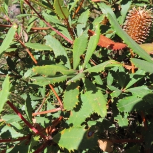 Banksia paludosa at Budawang, NSW - 24 May 2023