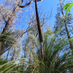 Xanthorrhoea glauca subsp. angustifolia at Budawang, NSW - 24 May 2023