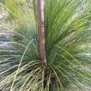 Xanthorrhoea glauca subsp. angustifolia at Budawang, NSW - 24 May 2023