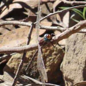 Austroaeschna sp. (genus) at suppressed - 24 May 2023