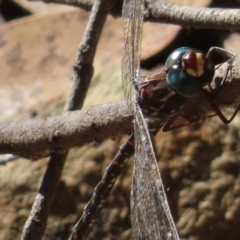 Austroaeschna sp. (genus) at suppressed - 24 May 2023