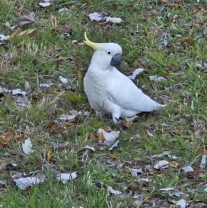 Cacatua galerita at Kambah, ACT - 25 May 2023 03:11 PM