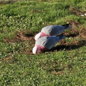 Eolophus roseicapillus at Kambah, ACT - 25 May 2023