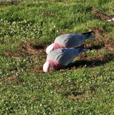 Eolophus roseicapilla (Galah) at Kambah, ACT - 25 May 2023 by MatthewFrawley