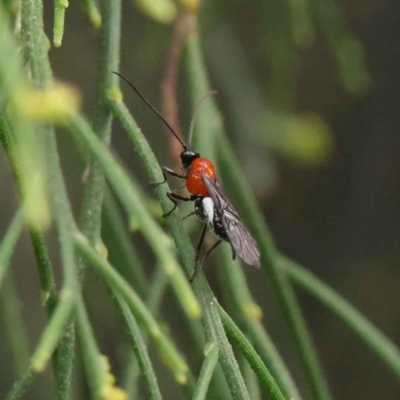 Braconidae (family) (Unidentified braconid wasp) at Dryandra St Woodland - 3 Apr 2023 by ConBoekel