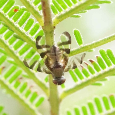 Rivellia sp. (genus) (Signal fly) at O'Connor, ACT - 3 Apr 2023 by ConBoekel