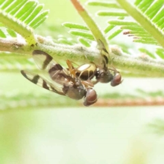 Unidentified at suppressed - 3 Apr 2023