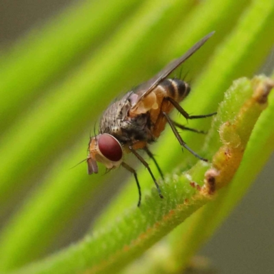 Tachinidae (family) (Unidentified Bristle fly) at O'Connor, ACT - 3 Apr 2023 by ConBoekel