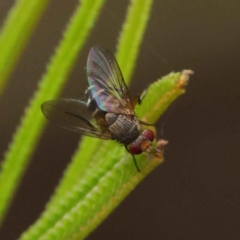 Tachinidae (family) at O'Connor, ACT - 3 Apr 2023