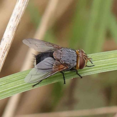 Calliphora sp. (genus) (Unidentified blowfly) at Dryandra St Woodland - 3 Apr 2023 by ConBoekel