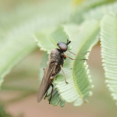 Boreoides subulatus (Wingless Soldier Fly) at O'Connor, ACT - 3 Apr 2023 by ConBoekel