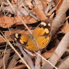 Heteronympha merope (Common Brown Butterfly) at Dryandra St Woodland - 3 Apr 2023 by ConBoekel