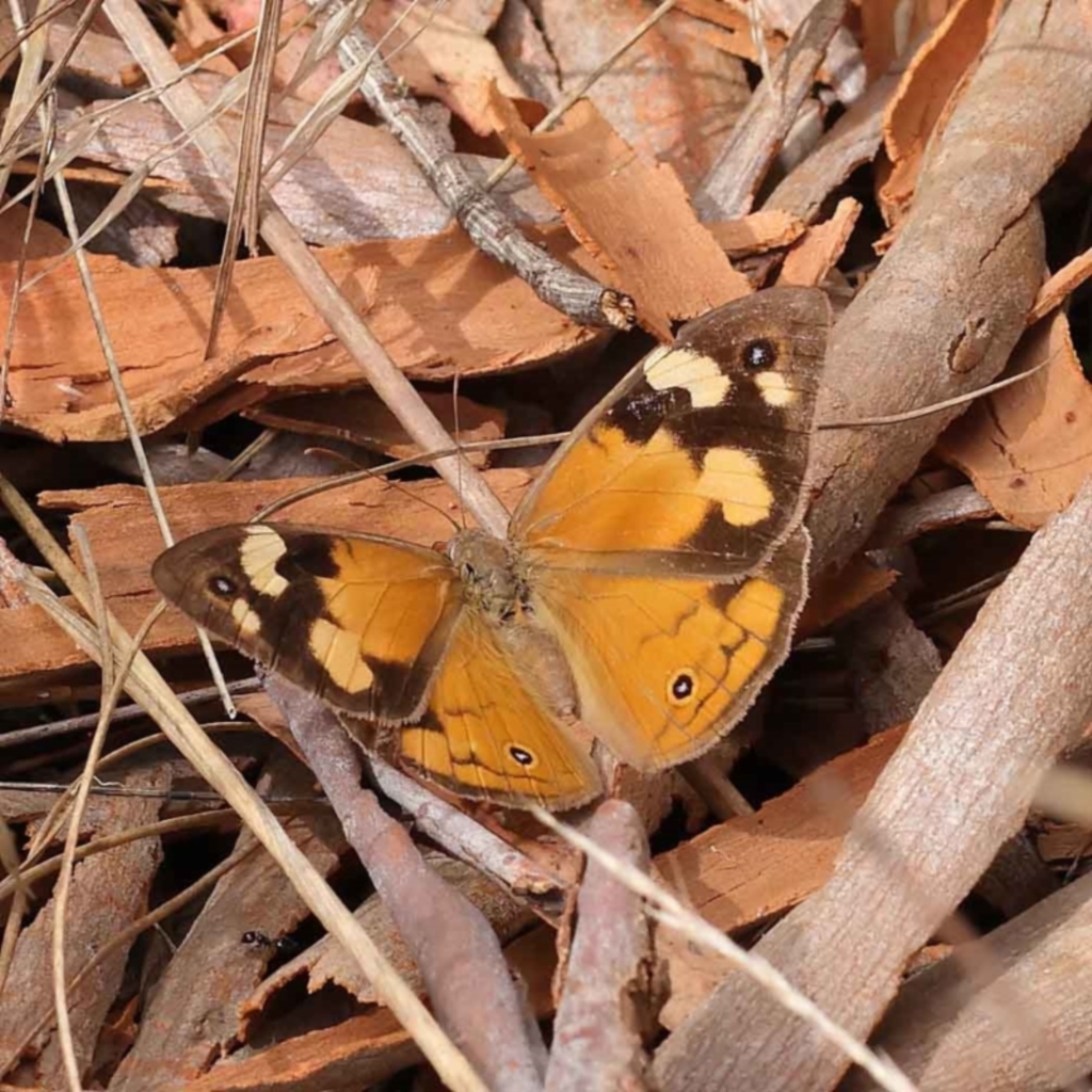 Heteronympha merope at O'Connor, ACT - 3 Apr 2023