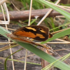 Heteronympha merope (Common Brown Butterfly) at Dryandra St Woodland - 3 Apr 2023 by ConBoekel