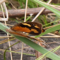 Heteronympha merope (Common Brown Butterfly) at O'Connor, ACT - 3 Apr 2023 by ConBoekel