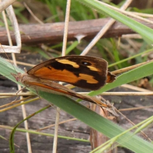 Heteronympha merope at O'Connor, ACT - 3 Apr 2023