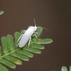 Coniopterygidae (family) (Dusty lacewing or Dustywing) at O'Connor, ACT - 3 Apr 2023 by ConBoekel