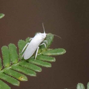 Coniopterygidae (family) at Dryandra St Woodland - 3 Apr 2023