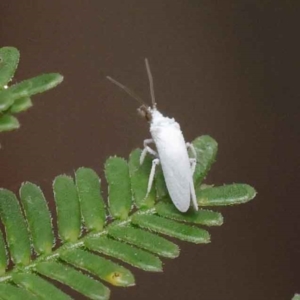 Aleurodicus sp. (genus) at O'Connor, ACT - 3 Apr 2023