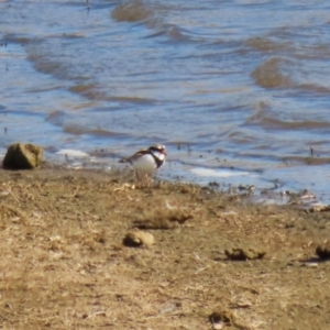 Elseyornis melanops at Gordon, ACT - 25 May 2023