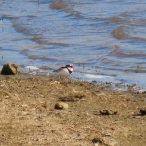 Charadrius melanops at Gordon, ACT - 25 May 2023 12:15 PM