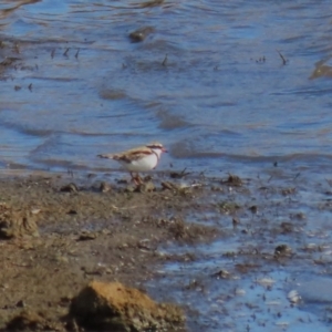 Charadrius melanops at Gordon, ACT - 25 May 2023 12:15 PM