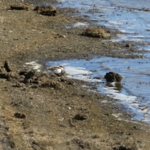 Charadrius melanops at Gordon, ACT - 25 May 2023 12:15 PM