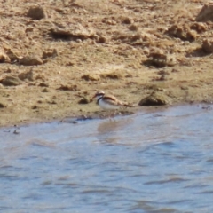 Elseyornis melanops at Gordon, ACT - 25 May 2023