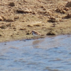 Charadrius melanops at Gordon, ACT - 25 May 2023 12:15 PM