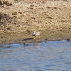 Elseyornis melanops at Gordon, ACT - 25 May 2023