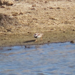 Elseyornis melanops at Gordon, ACT - 25 May 2023