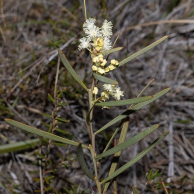 Acacia suaveolens (Sweet Wattle) at Ben Boyd National Park - 25 May 2023 by Steve63