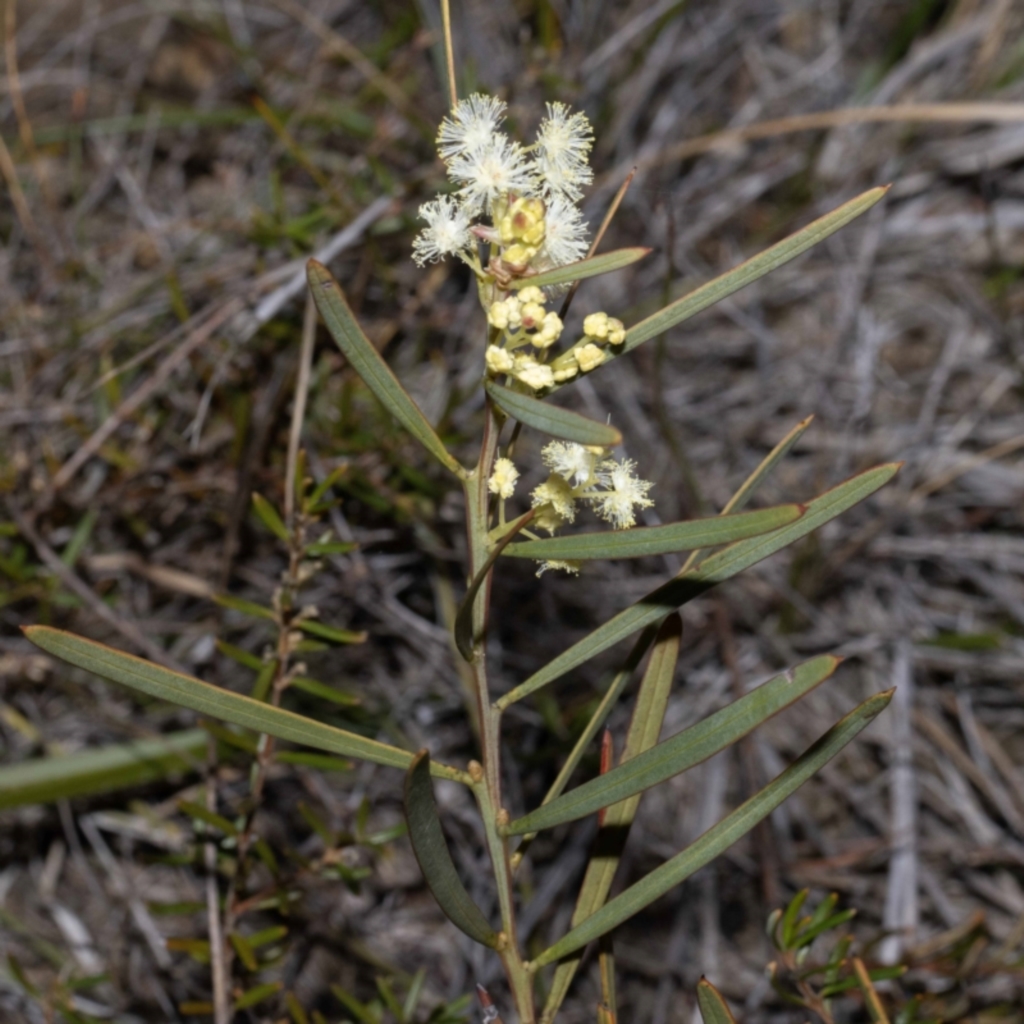 Acacia suaveolens at Green Cape, NSW - 25 May 2023
