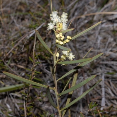 Acacia suaveolens (Sweet Wattle) at Green Cape, NSW - 25 May 2023 by Steve63