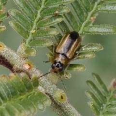 Monolepta froggatti (Leaf beetle) at O'Connor, ACT - 3 Apr 2023 by ConBoekel