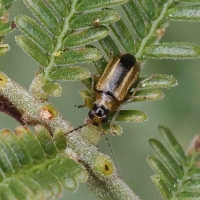 Monolepta froggatti (Leaf beetle) at Dryandra St Woodland - 3 Apr 2023 by ConBoekel