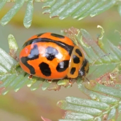 Peltoschema oceanica (Oceanica leaf beetle) at O'Connor, ACT - 3 Apr 2023 by ConBoekel