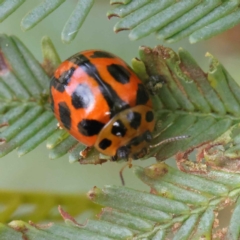 Peltoschema oceanica at O'Connor, ACT - 3 Apr 2023 11:16 AM