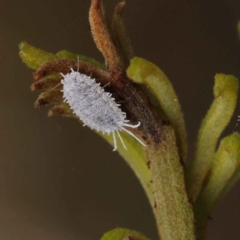 Monophlebidae sp. (family) (Mealy Bugs) at O'Connor, ACT - 3 Apr 2023 by ConBoekel