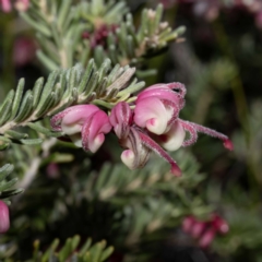 Grevillea lanigera (Woolly Grevillea) at Ben Boyd National Park - 25 May 2023 by Steve63