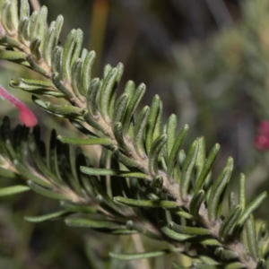 Grevillea lanigera at Green Cape, NSW - 25 May 2023