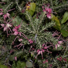 Grevillea lanigera at Green Cape, NSW - 25 May 2023