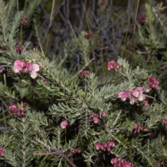 Grevillea lanigera at Green Cape, NSW - 25 May 2023